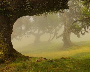 Der wunderschöne Laurisilva-Wald auf der Insel Madeira ist mit Nebel bedeckt.