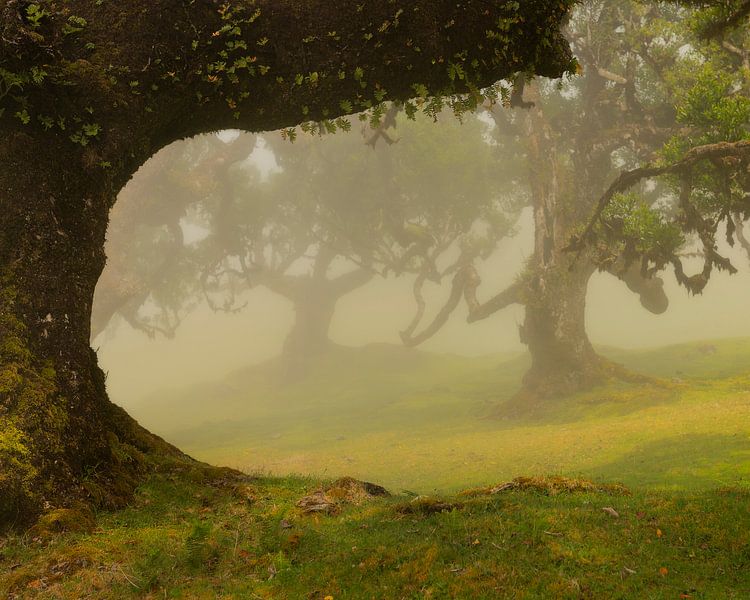 Der wunderschöne Laurisilva-Wald auf der Insel Madeira ist mit Nebel bedeckt. von Jos Pannekoek
