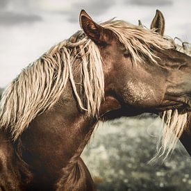 Fellpflege muss sein by Annett Mirsberger