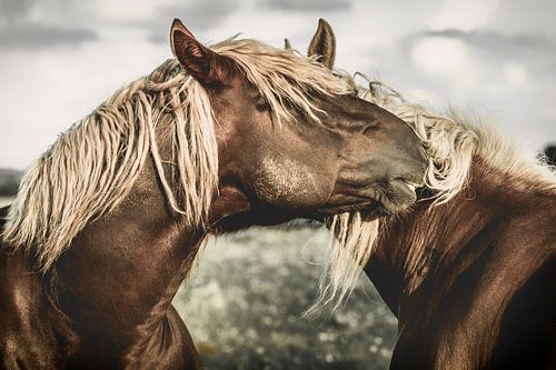 Fellpflege muss sein