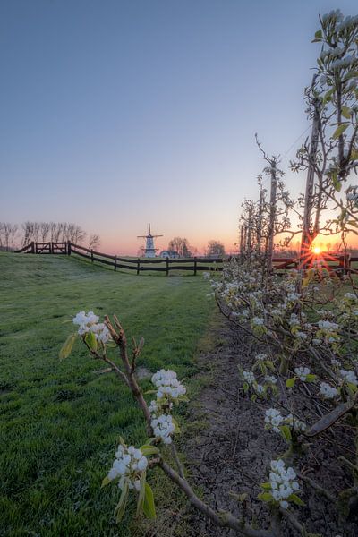 Blossom with windmill The Butterfly in the Betuwe by Moetwil en van Dijk - Fotografie
