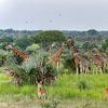 Safari, Landschaft voller Giraffen. von Albert Beukhof
