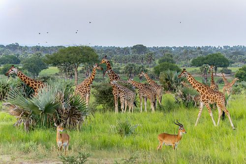 Safari, landschap vol met giraffen.