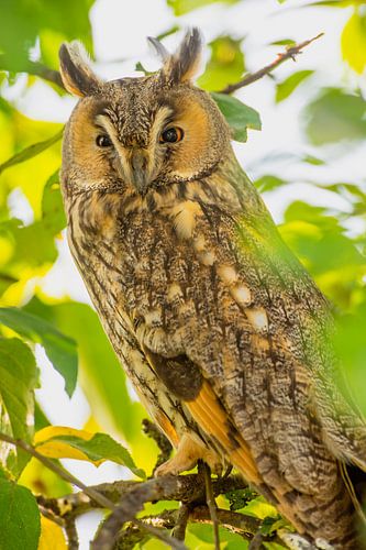 Ransuil zittend in een boom tijdens de herfst