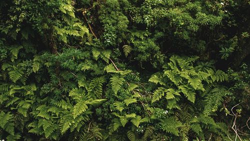 Groene Wanddecoratie