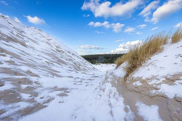 Winterse Schoorlse duinen van René Groeneveld