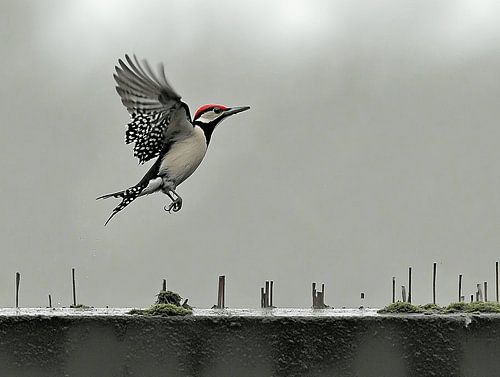 The Dynamics of the Woodpecker