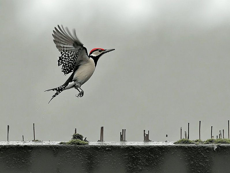 The Dynamics of the Woodpecker by Karina Brouwer