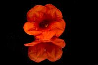 product photography flower in the mirror