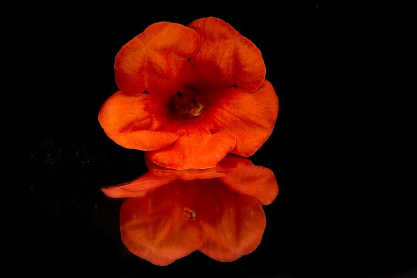Produktfotografie Blume im Spiegel von Diana Edwards