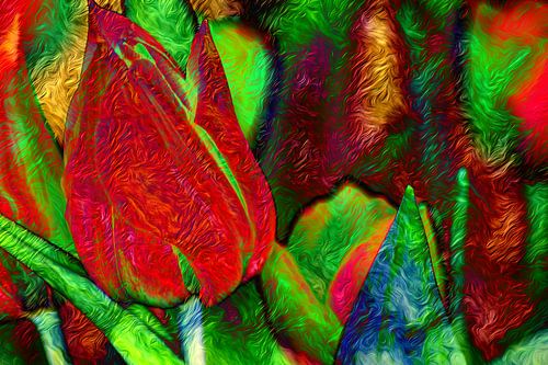 ABSTRACT : FLORA - BLOEIENDE TULPEN