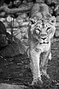 Het uiterlijk van een roofdier is een leeuw... van Michael Semenov thumbnail