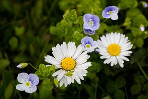 Gänseblümchen