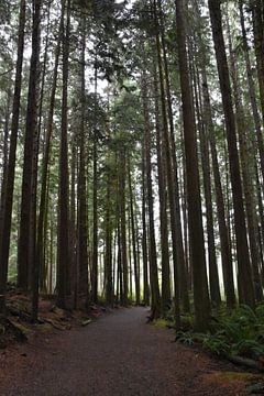 A path through a coniferous forest by Claude Laprise