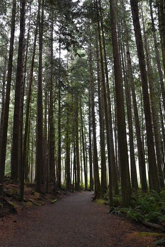 Een pad door een naaldbos