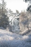 Winterse ochtend op de Veluwe