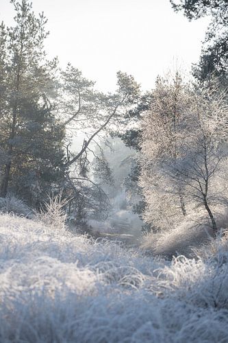Winterse ochtend op de Veluwe