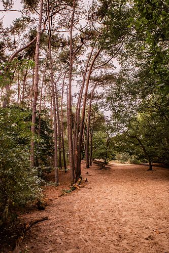 Trees on sand 2 - Loonse en Drunense Duinen