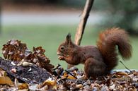 rode eekhoorn zoekt voedsel op een herfsttafel van ChrisWillemsen thumbnail