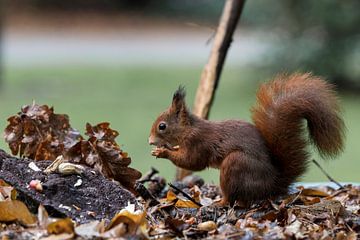 rode eekhoorn zoekt voedsel op een herfsttafel