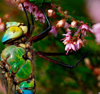 Grote keizerlibelle