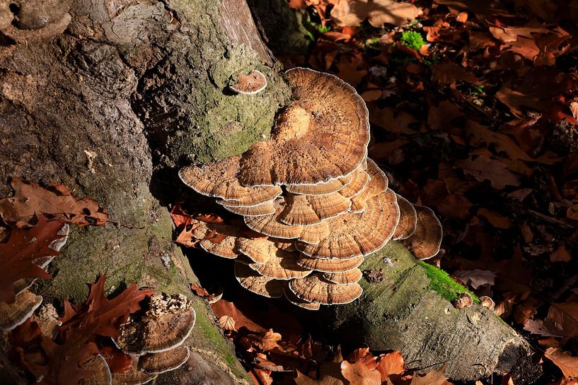 Mushrooms in the forest by Thomas Jäger