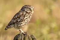 Little owl on a pole