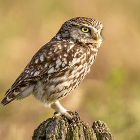 Little owl on a pole by Erik Veltink