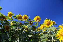 Sunflowers in front of a blue sky by Karina Gebert
