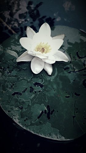 Lily