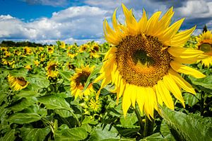 Heldere zonnebloemen in een veld aan de Loire in Frankrijk van Dieter Walther