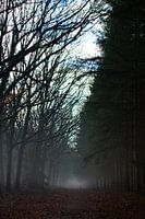 The fog