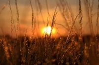 Sommerabend 