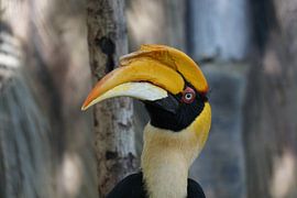 Toekan von Bart Cornelis de Groot