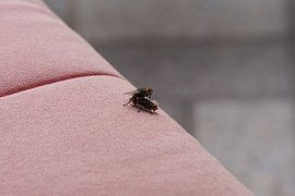 vliegen have fun sur Bart Cornelis de Groot