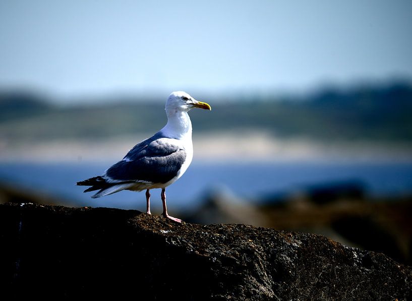 Mouette par Arno-Jan Boere