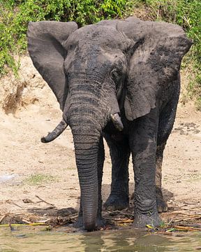 Afrikaanse olifant (Loxodonta africana), Uganda van Alexander Ludwig