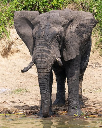 African elephant (Loxodonta africana), Uganda
