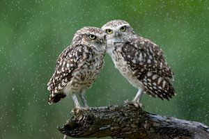 Zwei Eulen im Regen.