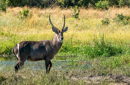 Waterbok