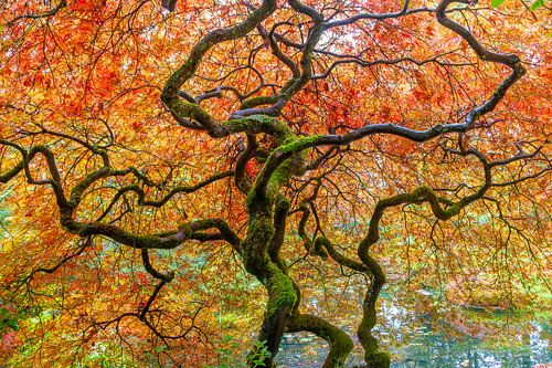 beau jardin coloré avec des érables orange vif, un lac et des feuilles dorées