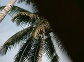 Love of palm trees by Raisa Zwart thumbnail