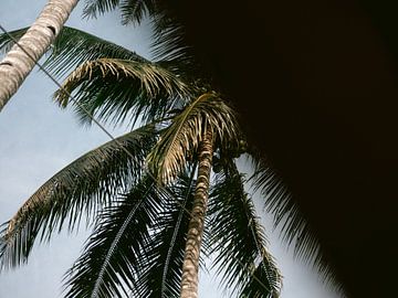 Liefde voor palmbomen van Raisa Zwart