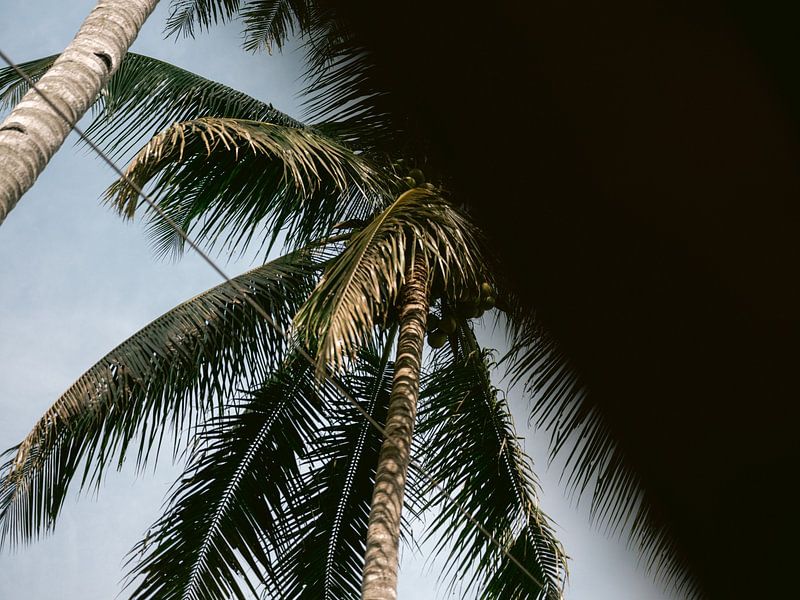 L'amour des palmiers par Raisa Zwart