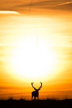 Rothirsche vor Sonnenuntergang. von Jeroen Mondria