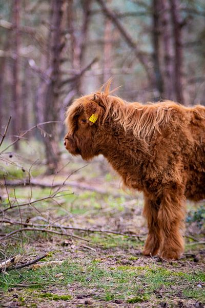 Schotse Hooglanders, Wezepsche Heide van S van Wezep