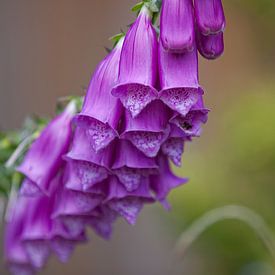 Flowers sur Marcel van den Hoven