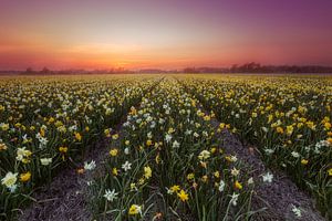 Champ de jonquilles Drowdy