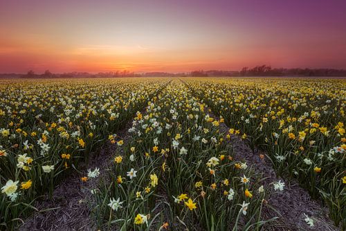 Drommerig Narcissenveld