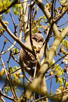 Young tawny owl among the branches
